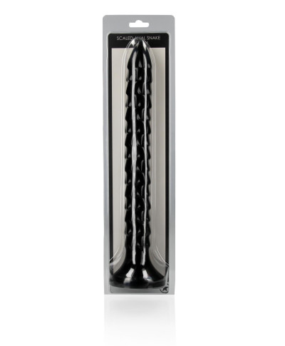 Scaled Anal Snake - 12 30 cm